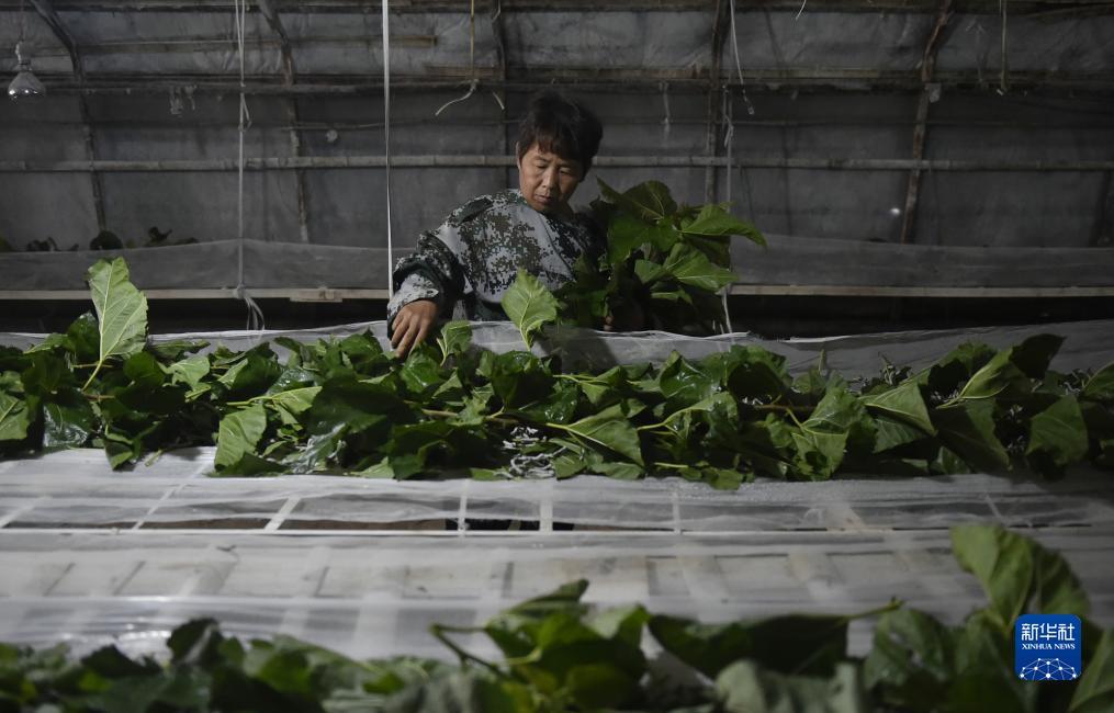 菠菜游戏在线